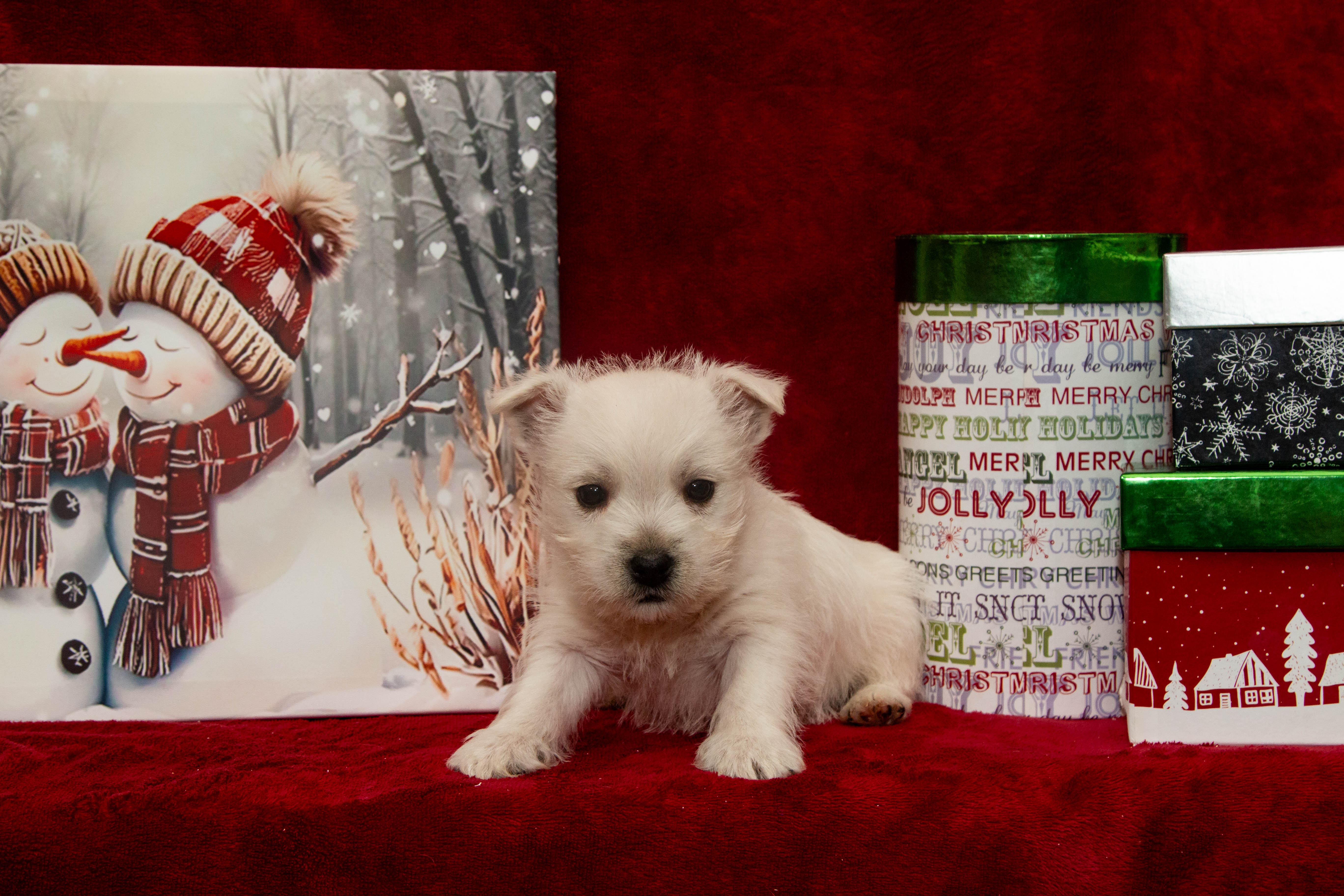 puppy, for, sale, West Highland White Terrier, Amos B. King, dog, breeder, Romney, WV, dog-breeder, puppy-for-sale, forsale, nearby, find, puppyfind, locator, puppylocator, aca